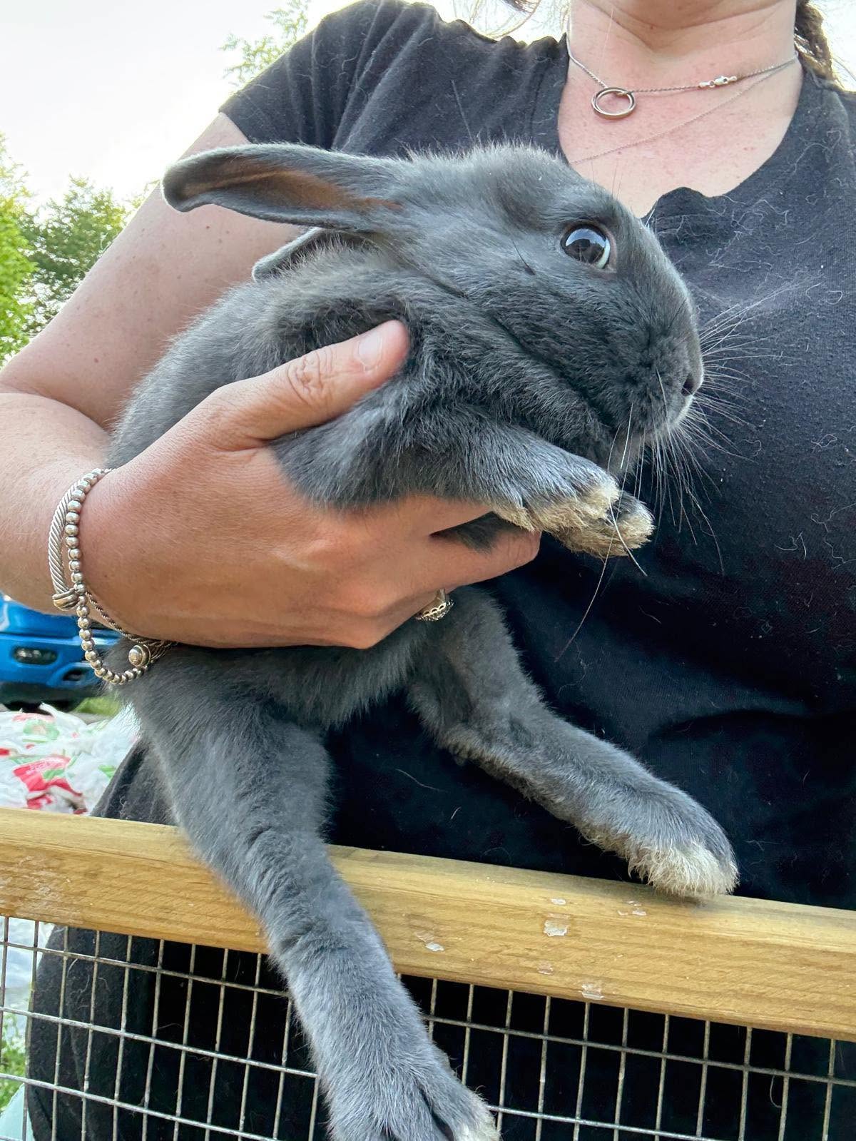 A grey rabbit at Harper Farm.